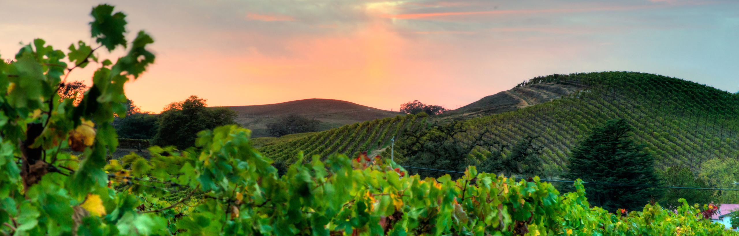 Photo at sunset of a vineyard on hillside with pink colored skies